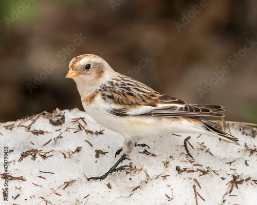 Snow Bunting bird Photo and Image. Close-up side view, standing on snow with a blur background in its environment and habitat. Image. Picture. Portrait.