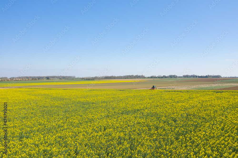 A field of rapeseed under a beautiful blue sky in Europe, France, Normandy, towards Ouistreham, in summer, on a sunny day. A field of rapeseed under a beautiful blue sky in Europe, France, Normandy, towards Ouistreham, in summer, on a sunny day.