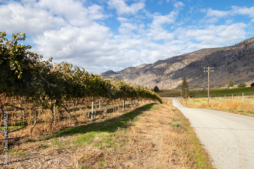 road beside a vineyard in a valley