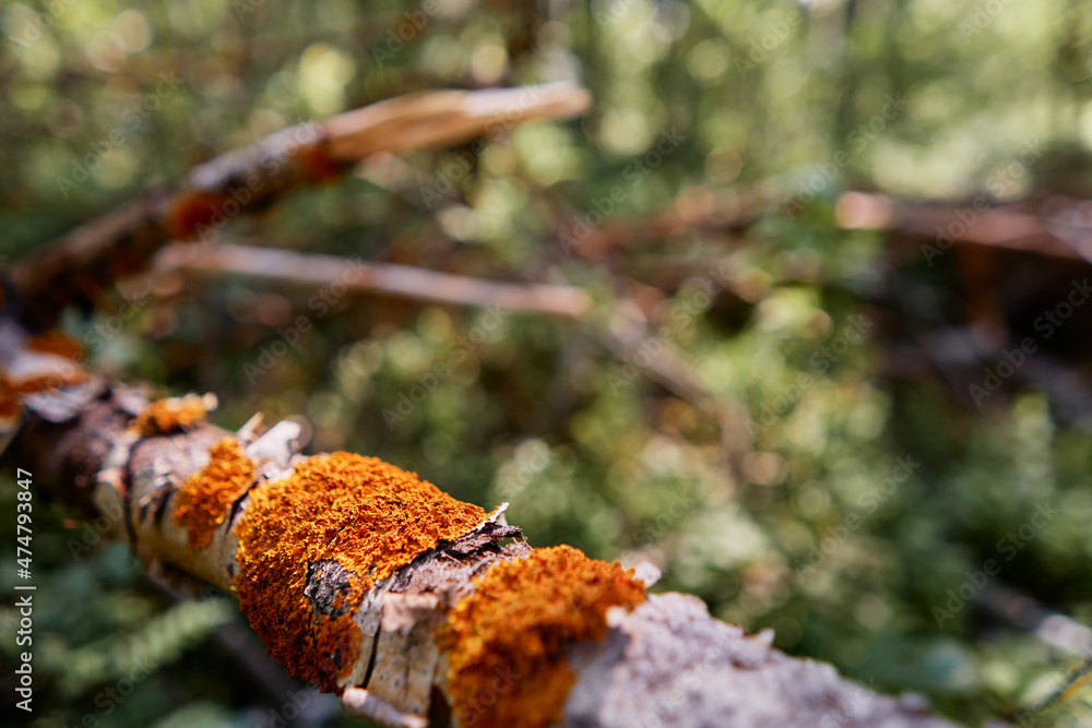 Fototapeta premium Fungi bark texture. Branch in the forest.