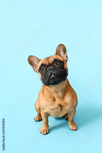 Cute French bulldog on blue background © Pixel-Shot