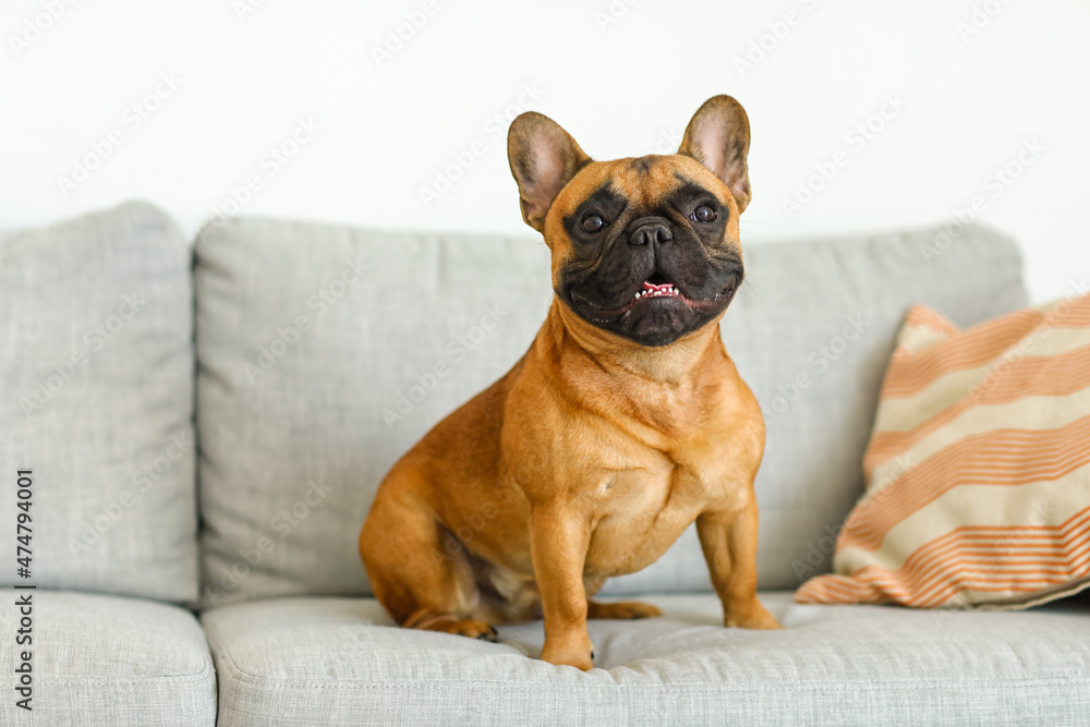 Cute French bulldog sitting on sofa at home Cute French bulldog sitting on sofa at home