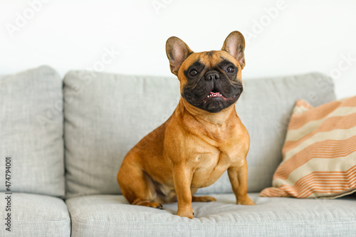 Cute French bulldog sitting on sofa at home © Pixel-Shot