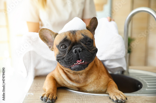 Owner washing cute French bulldog in sink at home © Pixel-Shot
