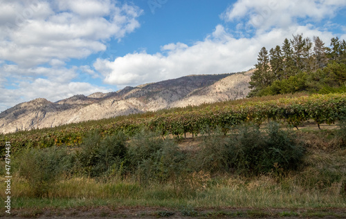 A vineyard in the Okanagan Valley