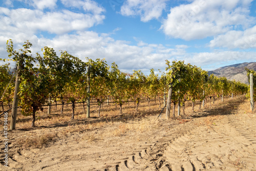 Vineyard in Osoyoos, British Columbia