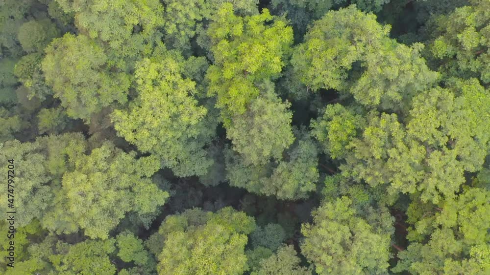 Aerial top view of lush green trees from above in tropical forest in national park and mountain or hill in summer season. Natural landscape. Pattern texture background. Aerial top view of lush green trees from above in tropical forest in national park and mountain or hill in summer season. Natural landscape. Pattern texture background.