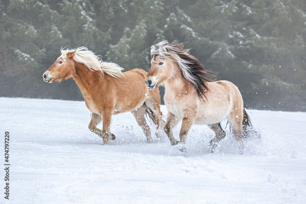 A norwegian fjord horse and a haflinger pony having fun on a winter paddock A norwegian fjord horse and a haflinger pony having fun on a winter paddock