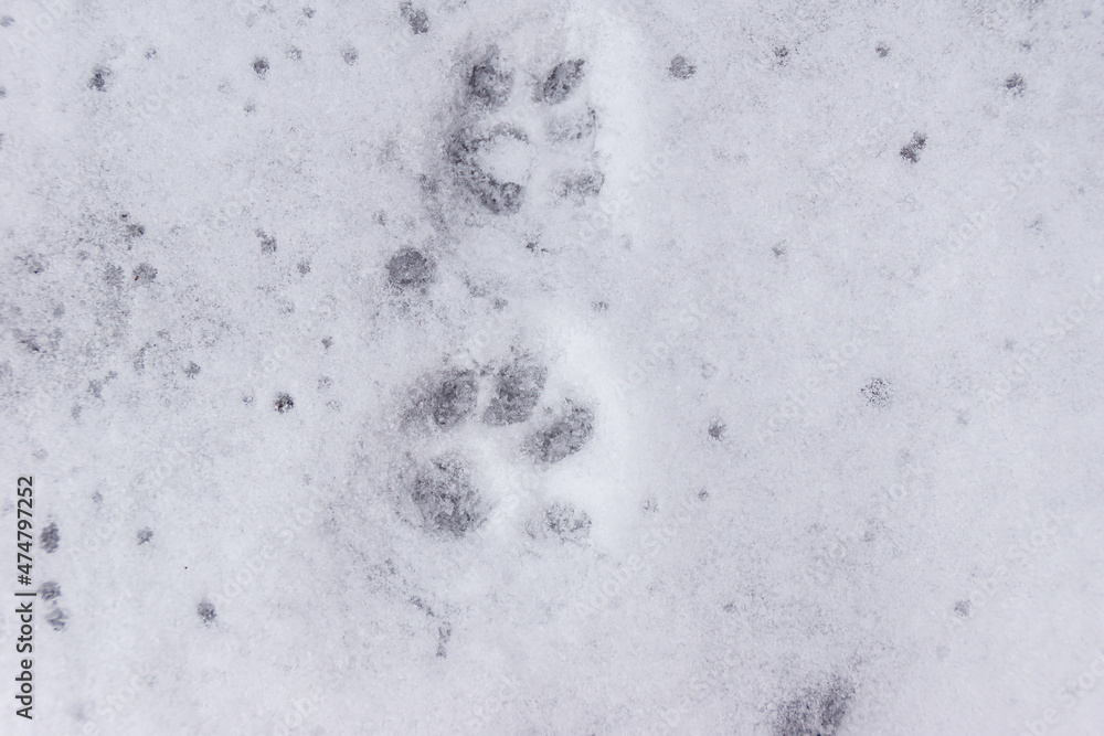 on the freshly fallen snow, cat footprints covered with several snowflakes, selective focus on the freshly fallen snow, cat footprints covered with several snowflakes, selective focus