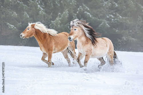 A norwegian fjord horse and a haflinger pony having fun on a winter paddock