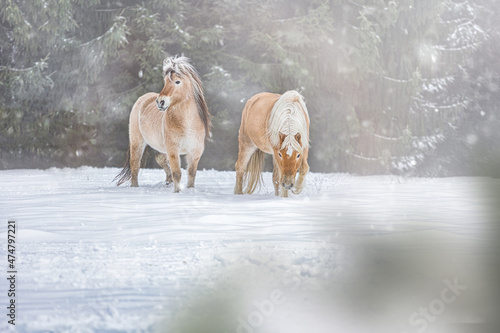 Fototapeta Naklejka Na Ścianę i Meble -  A norwegian fjord horse and a haflinger pony having fun on a winter paddock