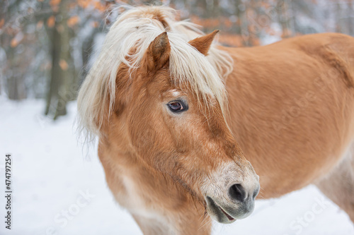 Portrait of a cute haflinger pony in a snowy winter forest