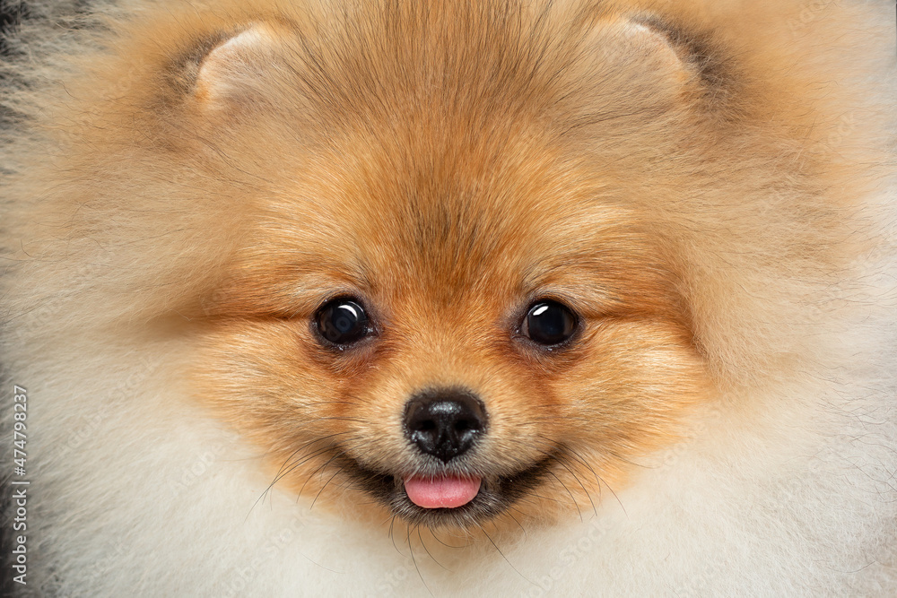 Pomeranian spitz dog face (muzzle) view close-up portrait with filling
