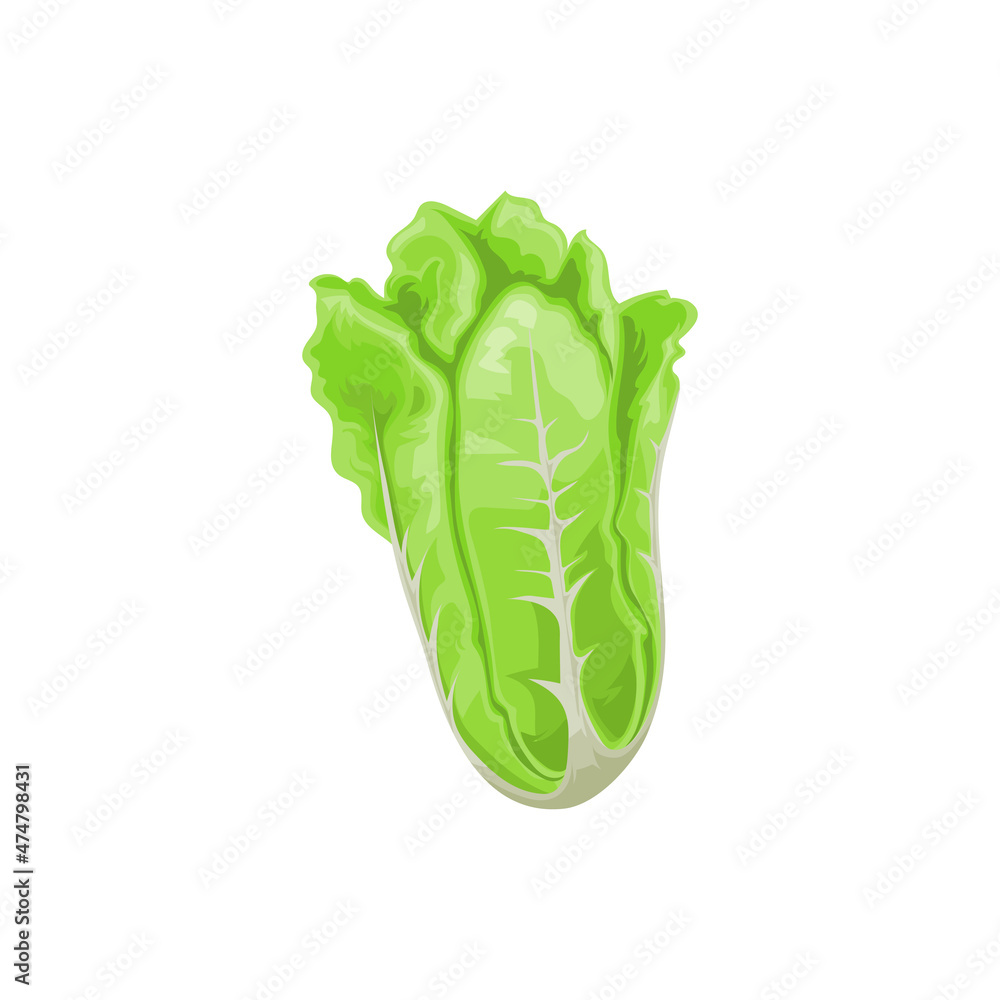Realistic Petchay Peking cabbage isolated Romaine lettuce realistic 3D icon. Vector ...