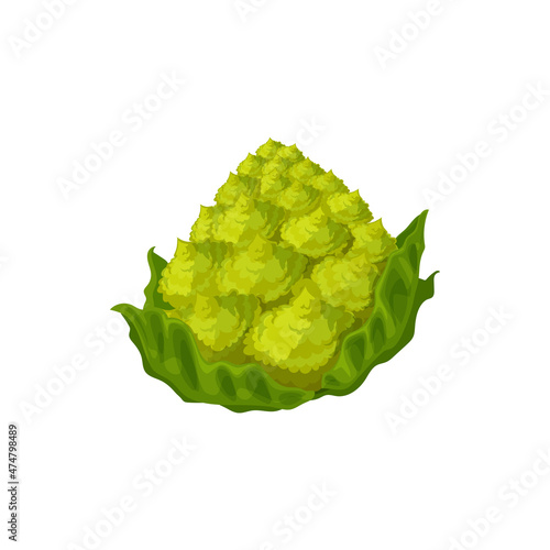 Romanesco cabbage head isolated green vegetable raw food isolated icon. Vector cauliflower cabbage, healthy organic vegetable, green veggie with leaves. Headed raw vegetarian food, whole romanesque