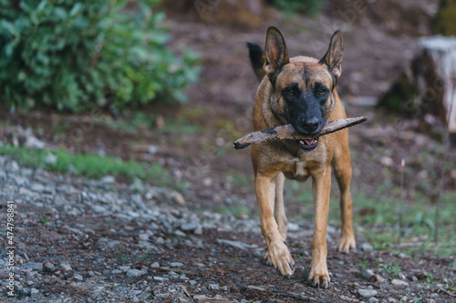 Belgian Malinois playing in the woods whit a stick