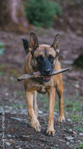 Belgian Malinois playing in the woods whit a stick