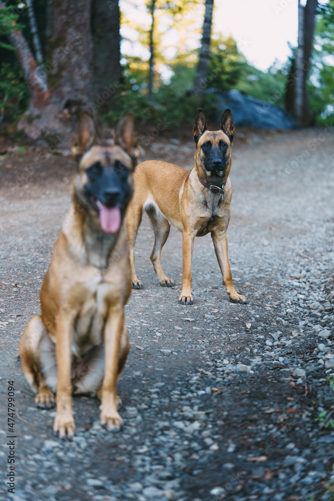 two belgian Malinois playing in the forest
