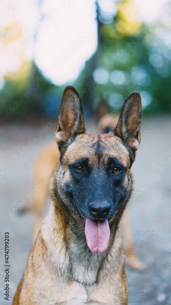 belgian Malinois looking straight at the camera belgian Malinois looking straight at the camera
