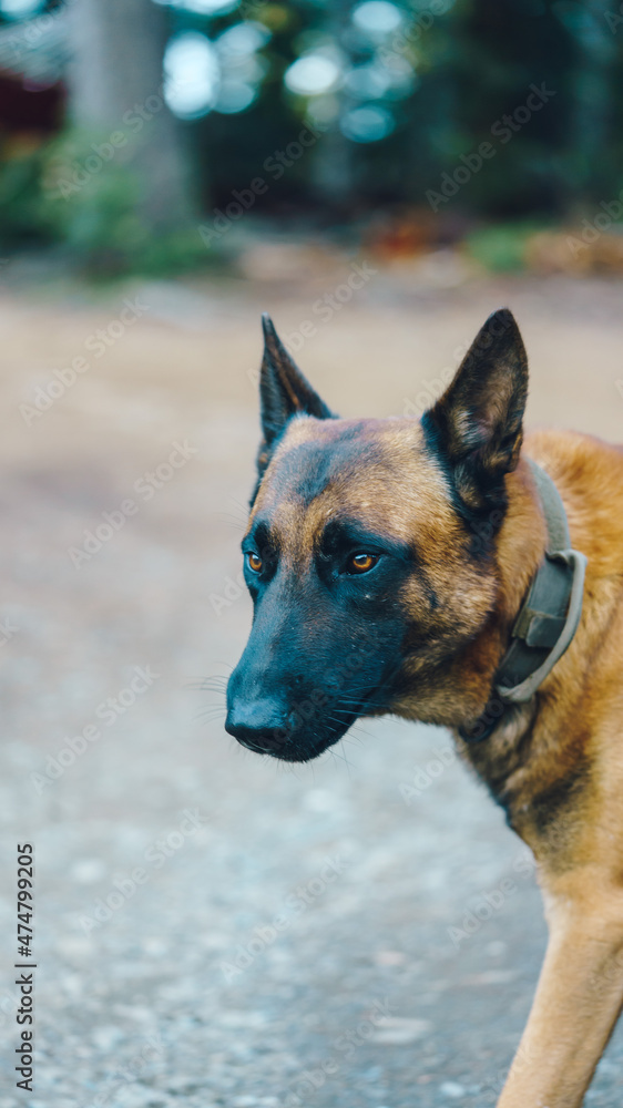 belgian Malinois looking to the forest