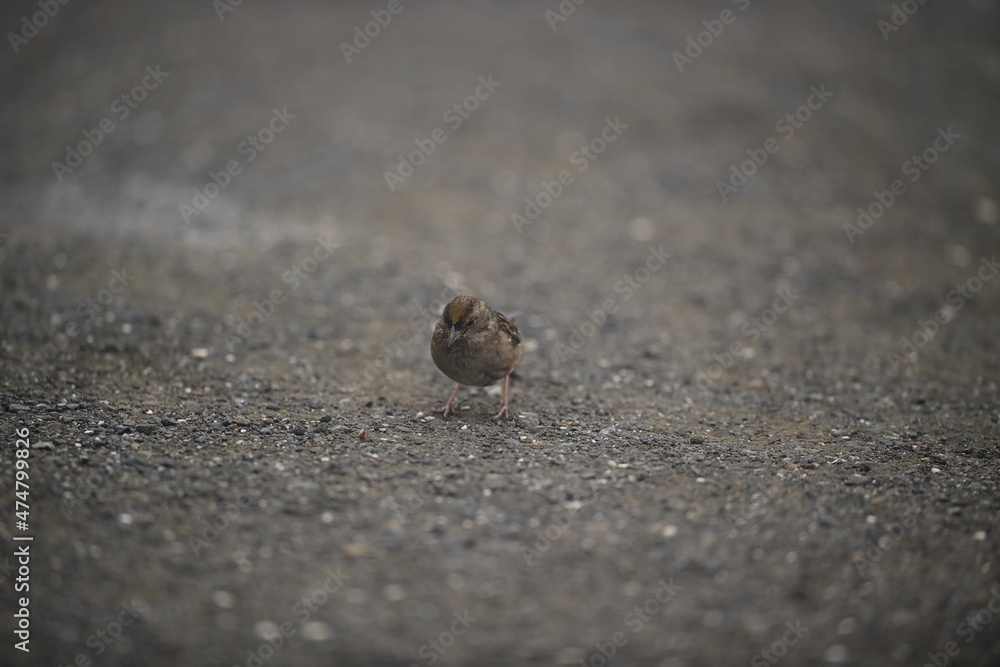 Yellow-crowned Sparrow