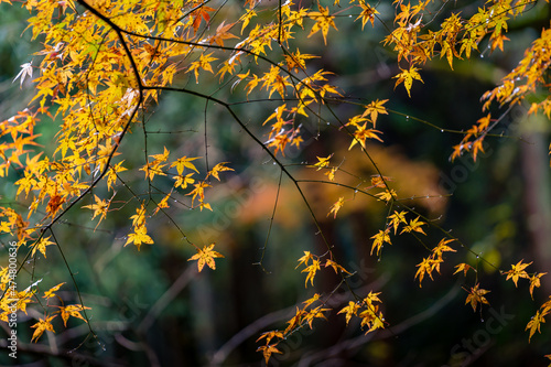 Beautiful autumn season maples Red and orange leave background. Colourful nature background. Japanese garden © Dinusha