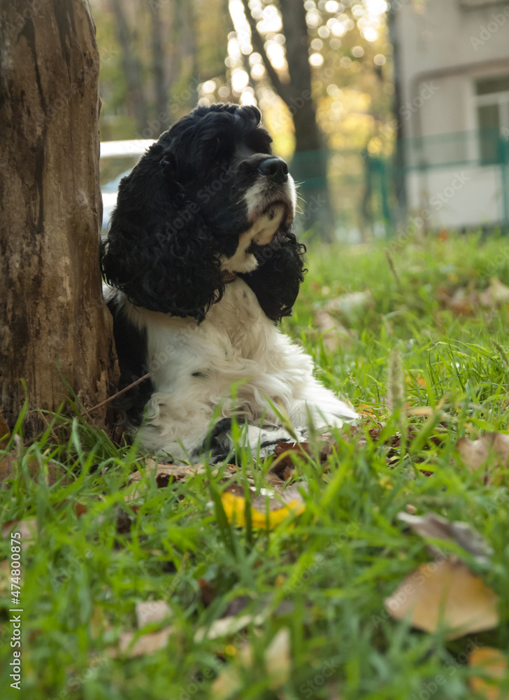 Fototapeta premium american cocker spaniel