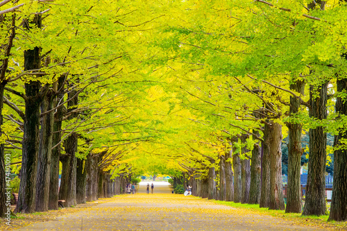 Photography Row of yellow ginkgo tree in autumn. Autumn park in Tokyo, Japan