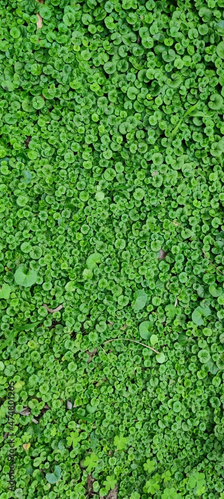 The Texture - fresh green leaves of Lysimachia The Texture - fresh green leaves of Lysimachia