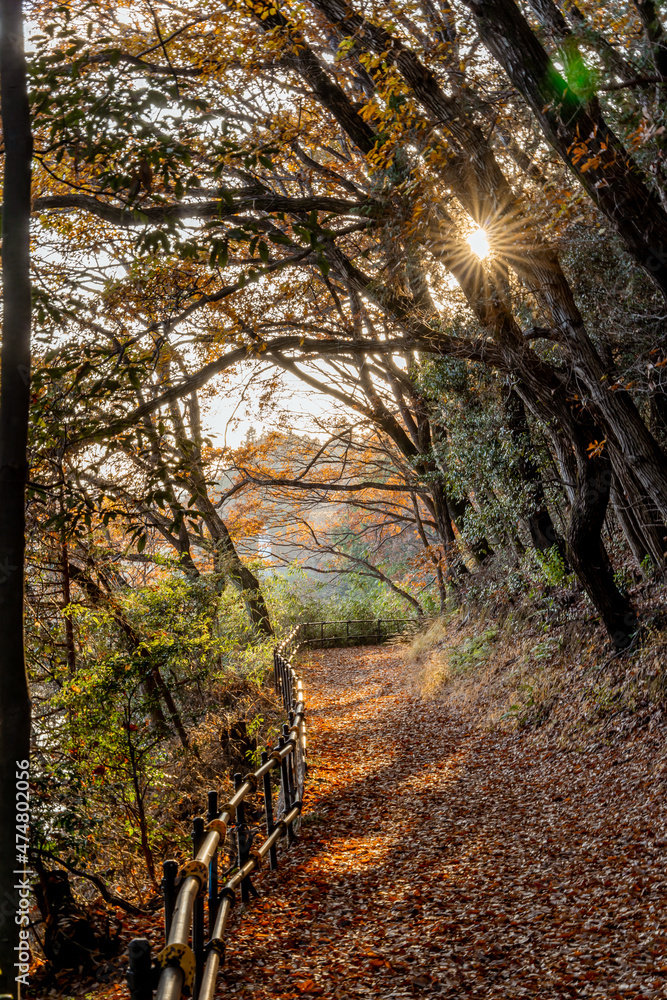 Fototapeta premium Autumn season rural walkway in the forests. colourful trees and sunlight. autumn golden natural background. Japanese Garden 