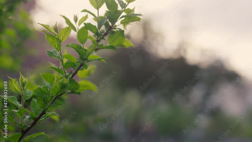 Closeup view tree leafs on branch growing against sunset sky. Nature background Closeup view tree leafs on branch growing against sunset sky. Nature background