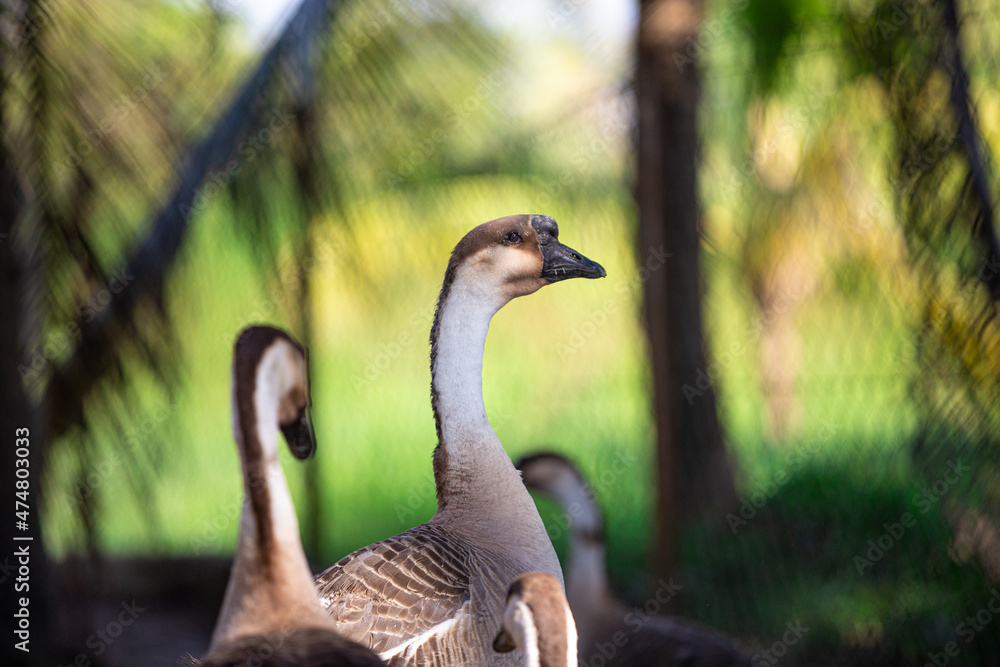 Portrait shot of beautiful greylag goose in the farm. Greylag goose in Malaysia. Portrait shot of beautiful greylag goose in the farm. Greylag goose in Malaysia.
