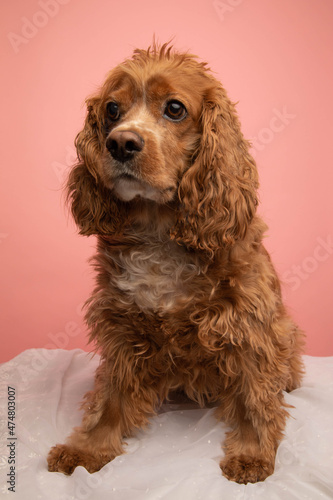 Studio portrait of a cocker spaniel dog. The background is pink