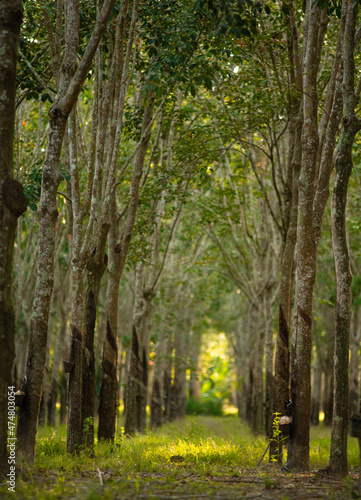 Tunnel view of rubber trees (Hevea Brasiliensis).