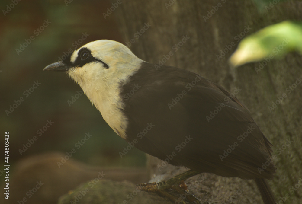 Obraz premium Garrulax bicolor, The Sumatran laughingthrush, also known as the black and white laughingthrush, is a member of the family Leiothrichidae and It is endemic to highland forest on the Indonesian island 