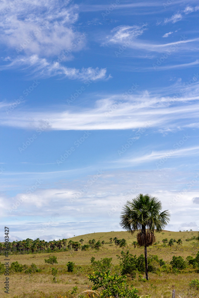 Countryside landscape with trees. blue sky with clouds