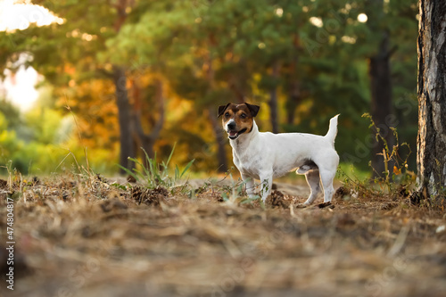Cute Jack Russel terrier walking in park