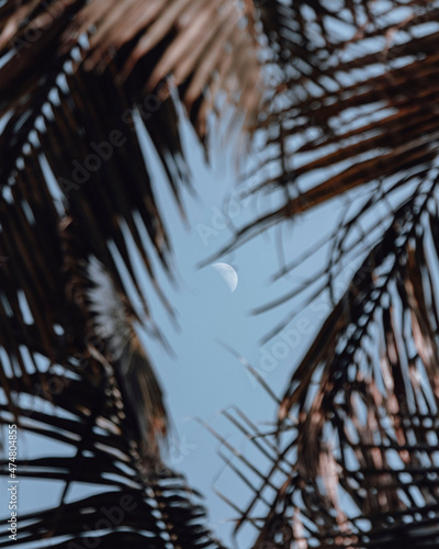 Moon between palm trees
