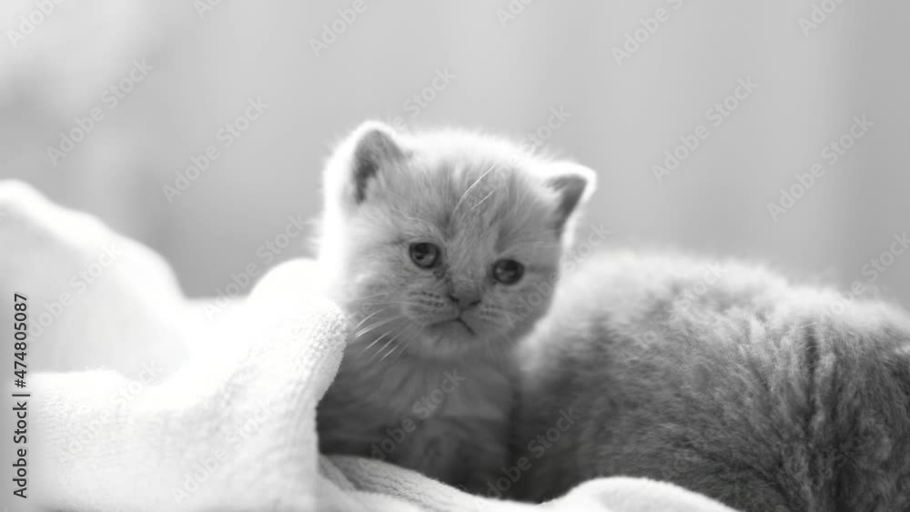 kitten in a basket. Cat. Kitten. Video. Funny. Happy day. kitten in a basket. Cat. Kitten. Video. Funny. Happy day.