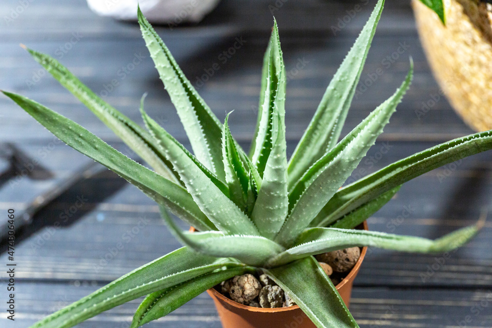 Succulent green plants in a pot on the wooden table. Indoor garden, home gardening. Home interior with flowers, close up Succulent green plants in a pot on the wooden table. Indoor garden, home gardening. Home interior with flowers, close up