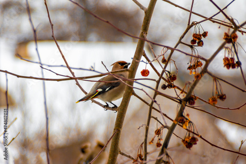 the taiga bird waxwing flies to settlements in winter and feeds in gardens and parks, selective focus photo