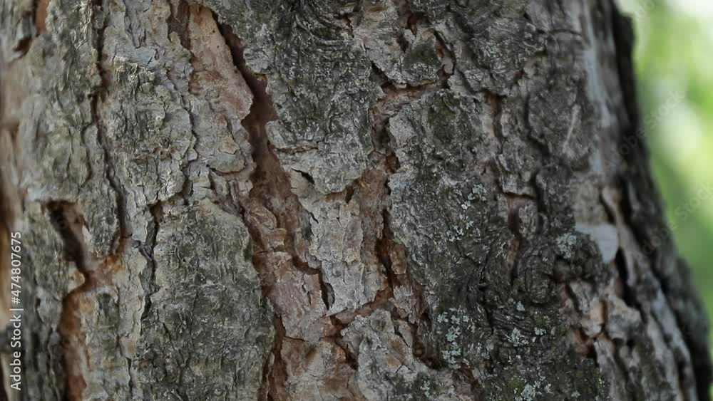 tree background. Video. Nature. Background. Forest tree background. Video. Nature. Background. Forest