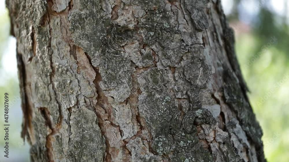tree bark background. Wooden texture. Background. Video. Nature. Video. tree bark background. Wooden texture. Background. Video. Nature. Video.