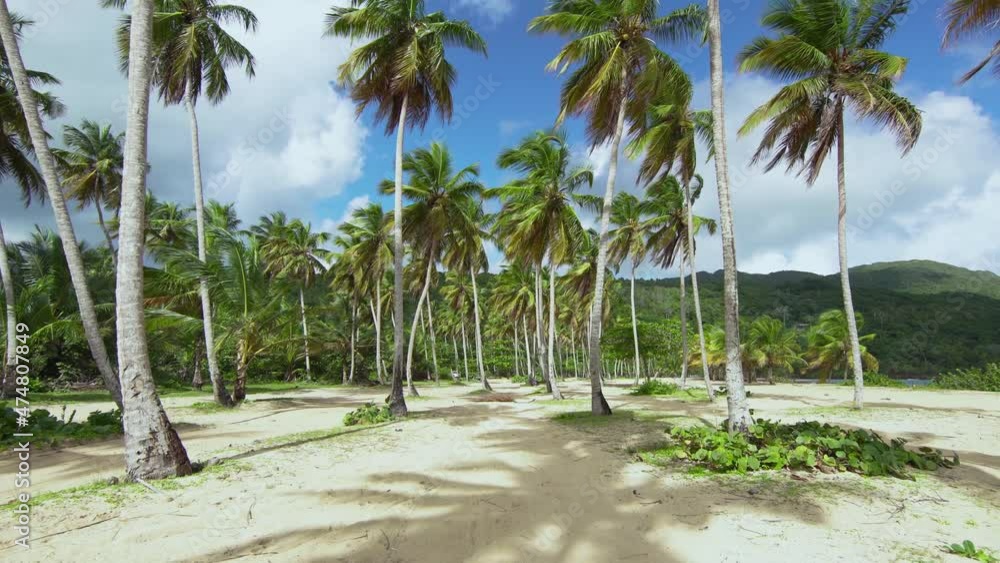 Long green branches of palm trees flutter in the wind on a sunny morning. A tropical peninsula with a sandy beach created for relaxation and travel. The exotic nature is conducive to relaxation. Long green branches of palm trees flutter in the wind on a sunny morning. A tropical peninsula with a sandy beach created for relaxation and travel. The exotic nature is conducive to relaxation.