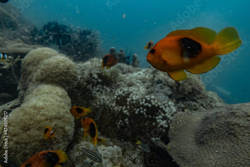 clown orange fish family fish in natural aquarium reef coral in great barrier reef