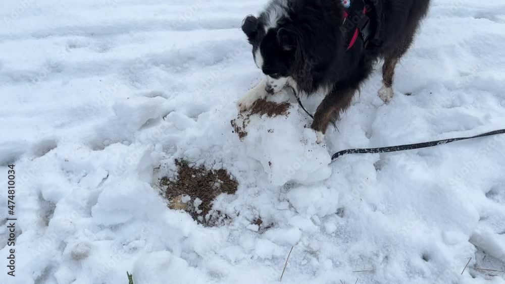 Medium wide shot of a blag dog jumping into frame onto a snowball and starting to destroy the ball with his paws. Looking satisfied into the camera at the end. Medium wide shot of a blag dog jumping into frame onto a snowball and starting to destroy the ball with his paws. Looking satisfied into the camera at the end.