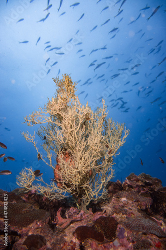 Underwater blue ocean over a garden hard coral reef