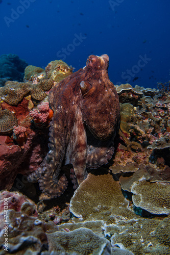 octopus underwater in the natural coral garden reef in paradise