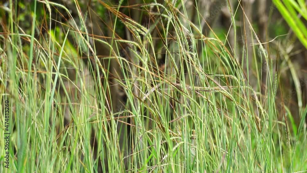 Nassella neesiana (also called Chilean needle grass, Chilean needlegrass, Chilean speargrass, spear grass, Uruguayan tussockgrass) on nature. Nassella neesiana (also called Chilean needle grass, Chilean needlegrass, Chilean speargrass, spear grass, Uruguayan tussockgrass) on nature.