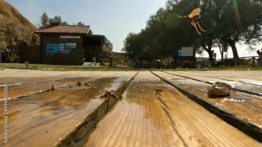 Low angle ground surface view of flying bees on wooden wet floor. Super slow motion Low angle ground surface view of flying bees on wooden wet floor. Super slow motion